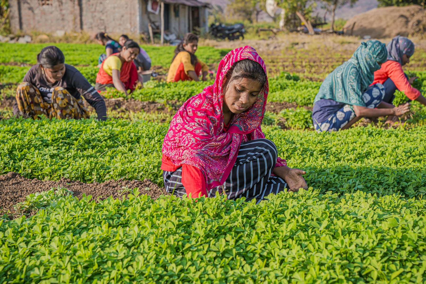 Women tending crops together in a cultivated field